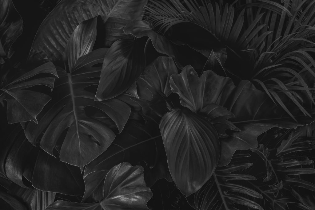 CloseupNatureViewBlackAndWhiteOfGreenLeafAnd